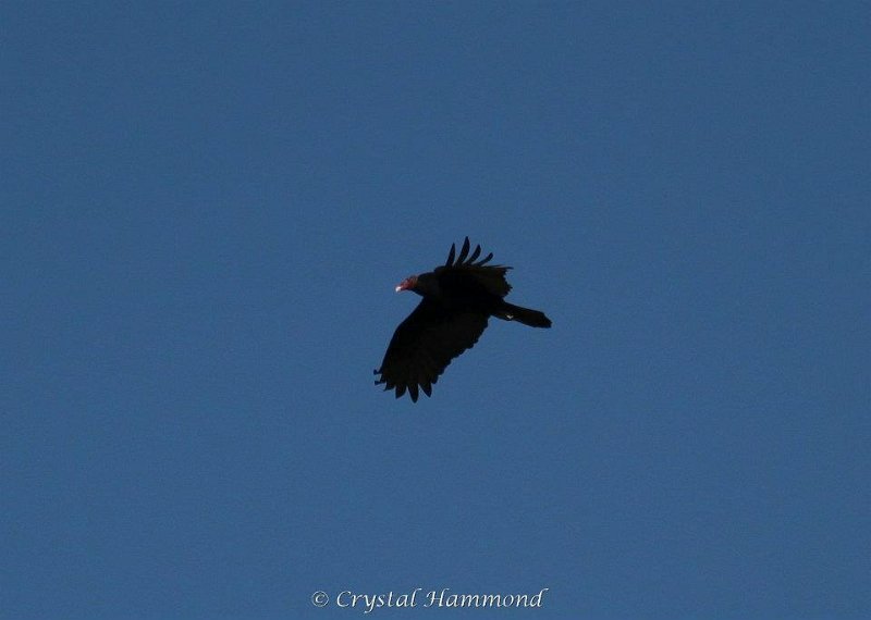 Turkey Vulture.jpg